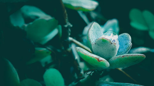 Close-up of flowering plant against blurred background