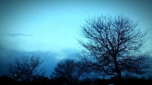 Low angle view of bare trees against sky