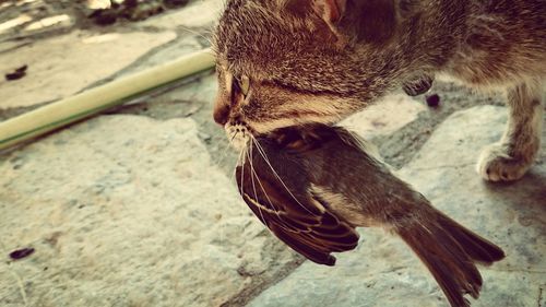 Close-up of cat with dead prey