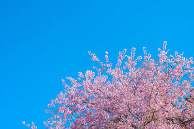 Low angle view of pink flower tree against clear blue sky