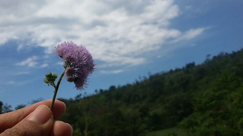 Cropped hand holding purple flowering plant against sky