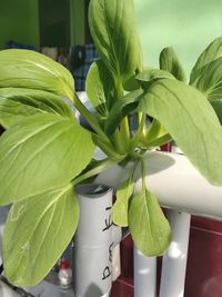 Close-up of green leaves in potted plant