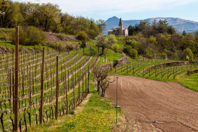 Scenic view of vineyard against ancient church