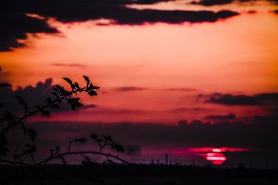 Silhouette plants against dramatic sky during sunset