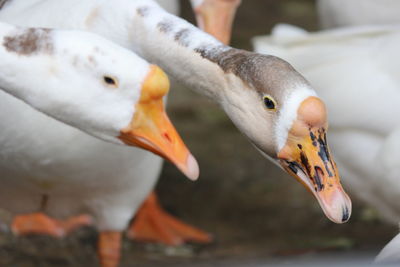 Close-up of birds