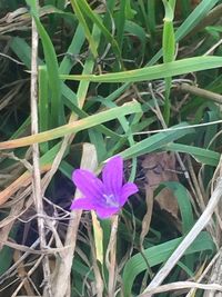 Close-up of purple flowering plant on field