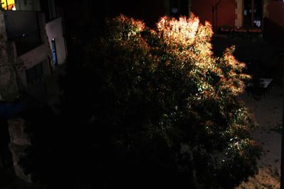 Illuminated tree at night