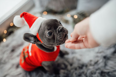 Cropped hand of woman holding dog