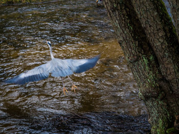 Bird flying over lake