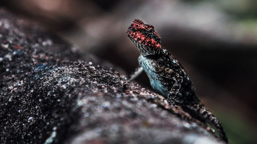 Close-up of insect on rock