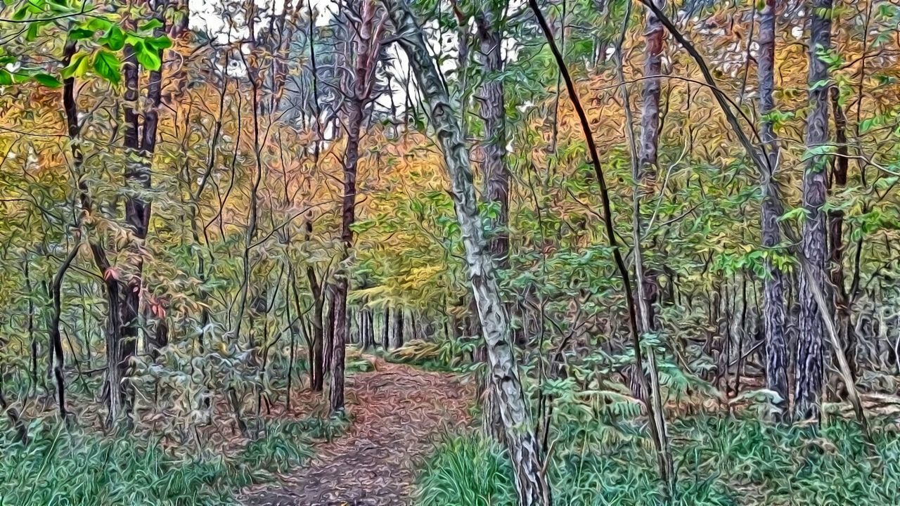 tree, the way forward, forest, tranquility, tree trunk, woodland, tranquil scene, growth, nature, dirt road, beauty in nature, diminishing perspective, footpath, green color, scenics, pathway, vanishing point, narrow, non-urban scene, landscape