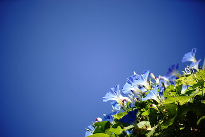 Low angle view of flowers against clear blue sky