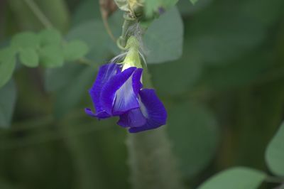 Close-up of purple iris flower