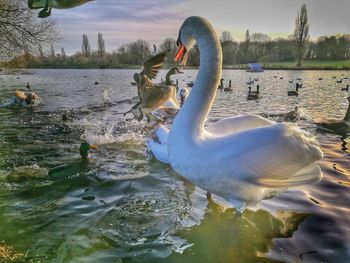 Close-up of swan swimming in lake against sky