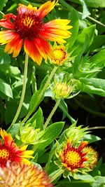 Close-up of flowers blooming outdoors