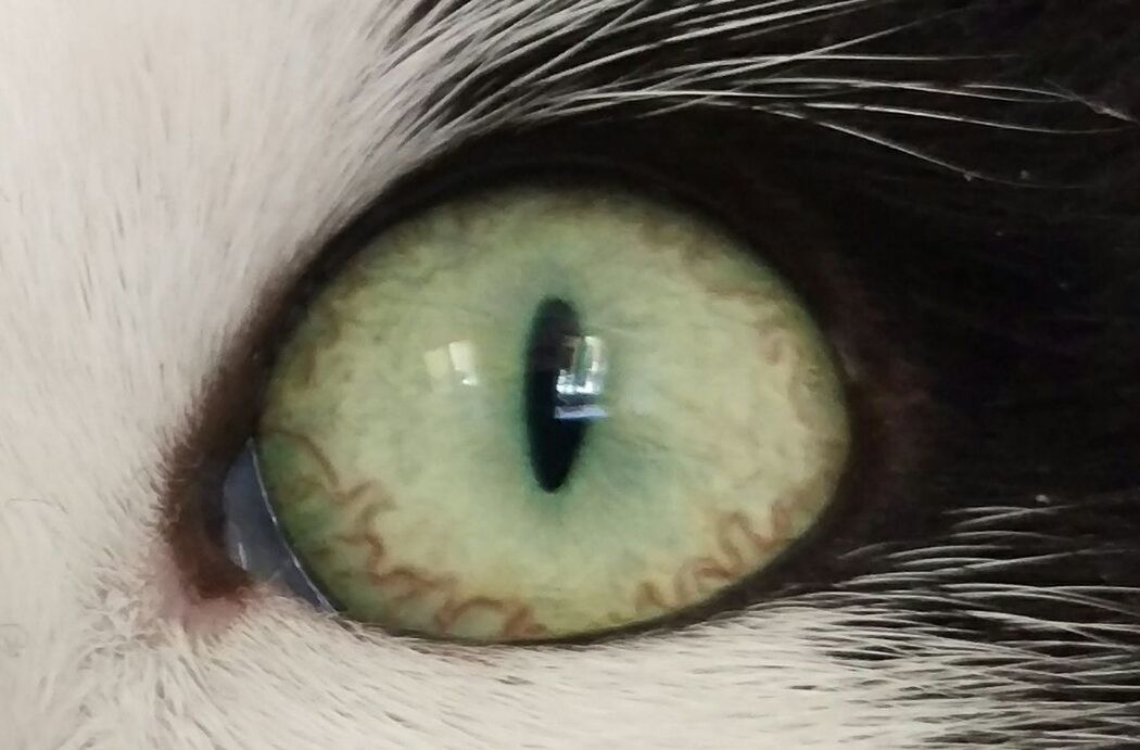 Schnaps eye