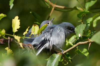 Close-up of bird perching on branch