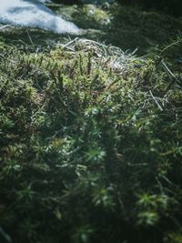 Close-up of moss growing in forest