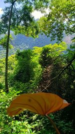 Close-up of yellow flower against trees
