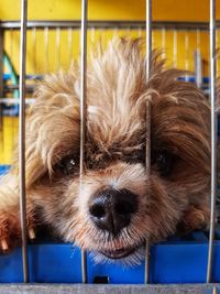 Close-up portrait of dog