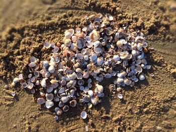 Close-up of seashells on pebbles