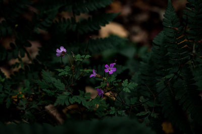 Close-up of purple flowering plant