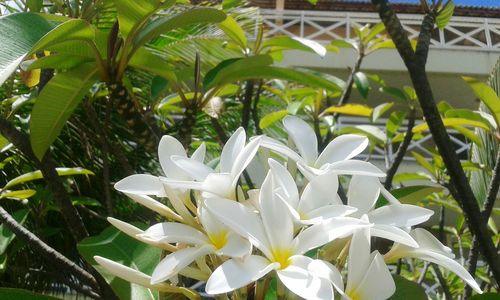 Close-up of white flowers blooming outdoors