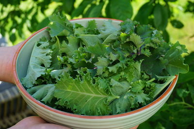 Close-up of hand holding freshly harvested kale in bowl