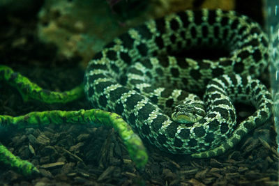 Close-up of snake