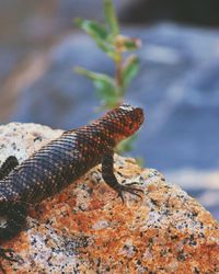 Close-up of lizard