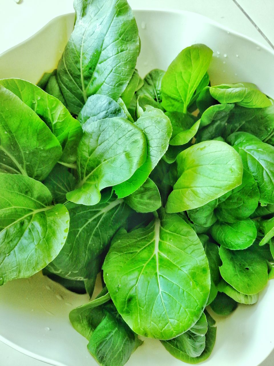 CLOSE-UP OF GREEN LEAVES IN BOWL ON PLANT