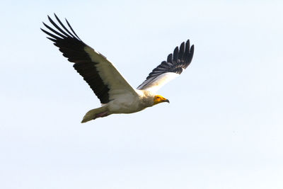 Low angle view of eagle flying in sky