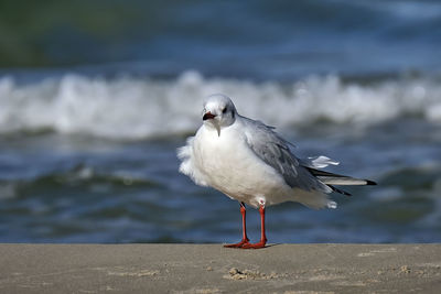 Seagull perching on a beach