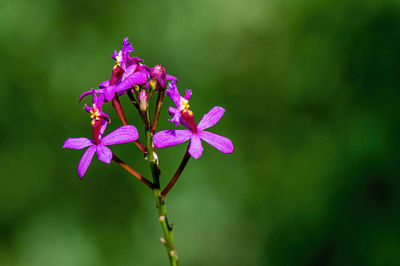 Close-up of purple flowering plant