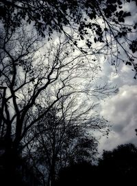 Low angle view of silhouette tree against sky