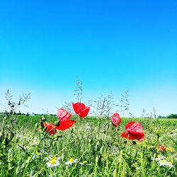 Close-up of red poppies blooming on field against clear blue sky