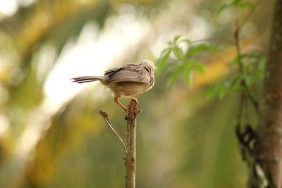 Close-up of bird perching on branch