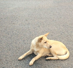 Dog looking away