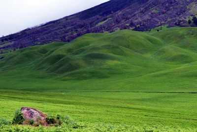 Scenic view of grassy field against sky
