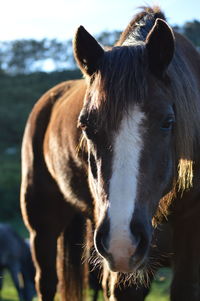 Close-up portrait of cow