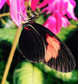 Close-up of butterfly pollinating on flower