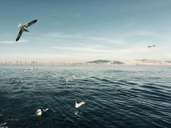 Seagulls flying over sea against sky