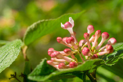 Close-up of pink flowering plant leaves