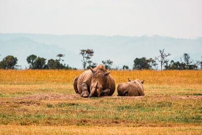 A female rhino and a calf in the savannah grasslands at ol pejeta conservancy in nanyuki, kenya