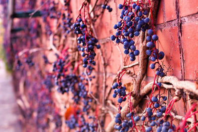 Close-up of fruits hanging against wall