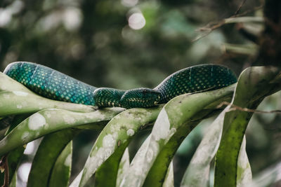 Green leaf snake