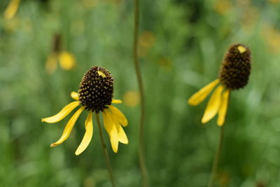 Close-up of sunflower blooming outdoors