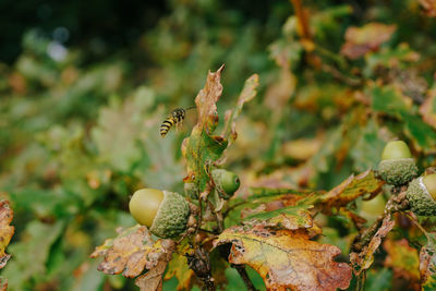 Close-up of insect on plant