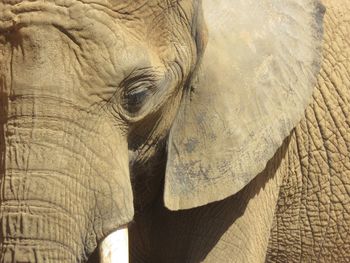 Close-up of elephant