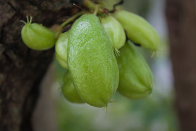 Close-up of fruit growing on plant